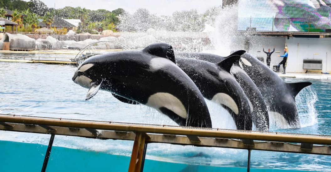 動物不是表演工具！　法國新禁令「拒用野生動物表演」：不准再飼養鯨豚