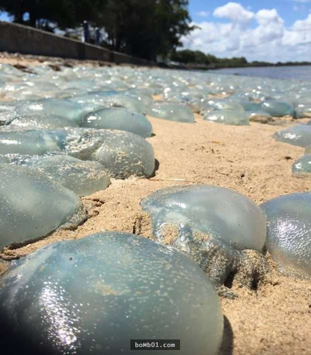 他在澳洲沙灘看到「一大片壯觀的藍色氣泡」超驚異，接著靠近查看發現的真相連專家都很訝異！