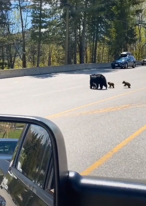 3隻「毛絨熊寶寶」緊跟媽過馬路！　馬麻還回頭「幫忙小短腿」：都要跟上喔～