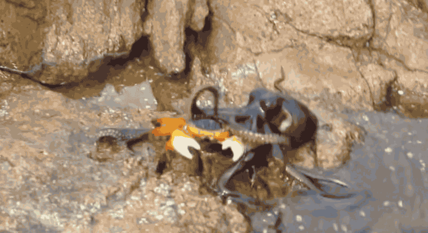螃蟹過河沒料到「有刺客」　章魚硬拖下去當大餐了