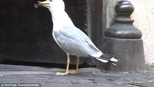 鴿子被啄到脖子分離！　可愛海鷗最兇殘的一面被拍到　街頭生吞鴿子