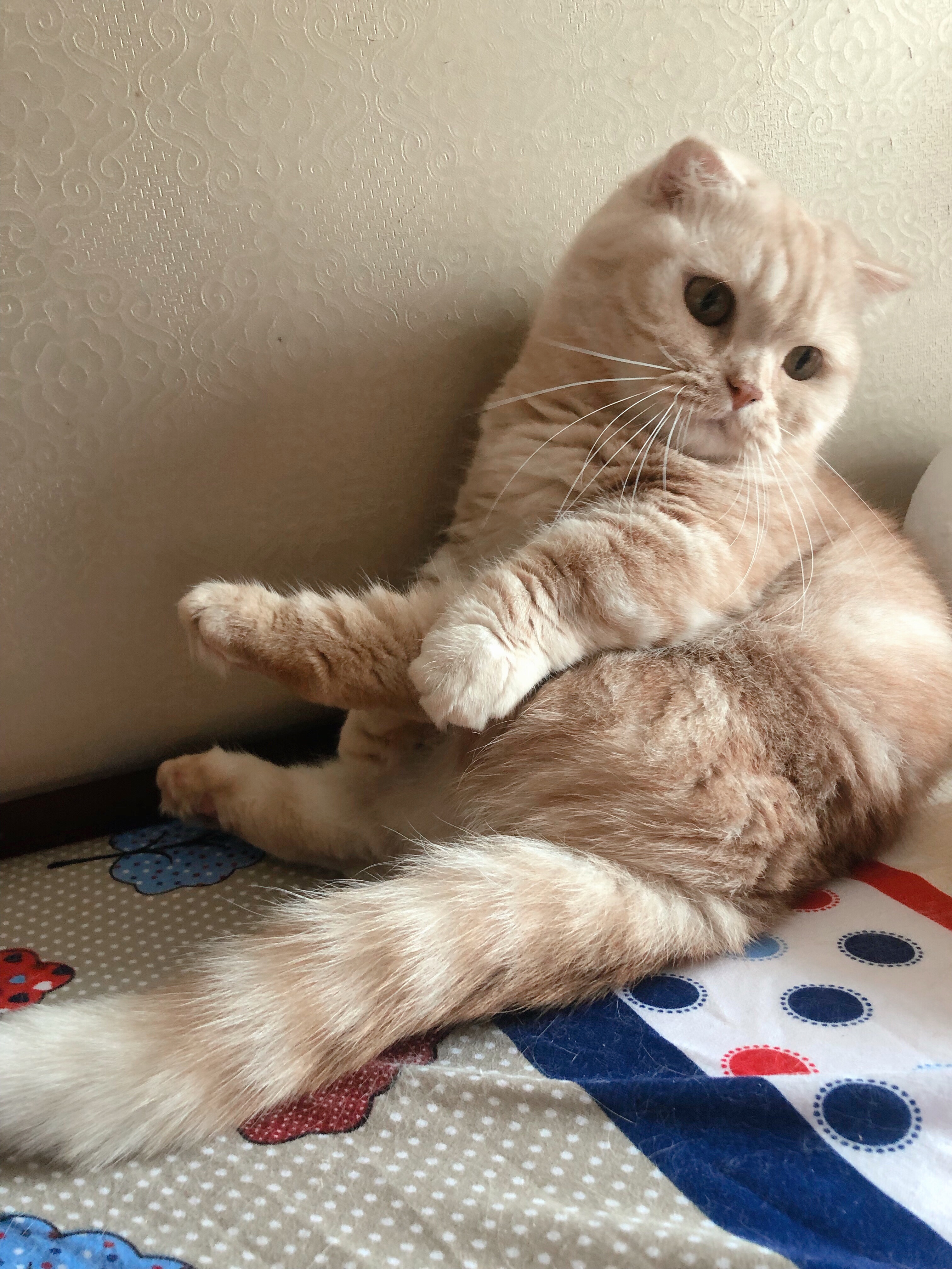 小橘貓「Cosplay拉拉熊」有夠Q　一系列萌照讓網友投降：不准你這麼可愛