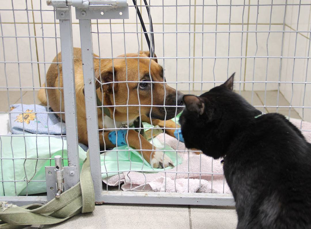 動物醫院裡的狗狗害怕發抖　「貓醫生」一個舉動就讓對方不怕不怕了