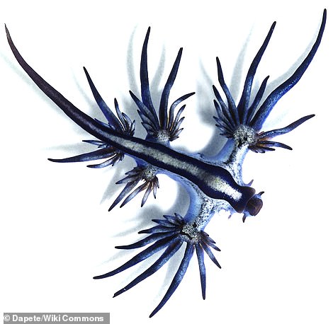 根本異形！上千隻「藍色怪物」集體沖上海岸　學者興奮：是罕見畫面