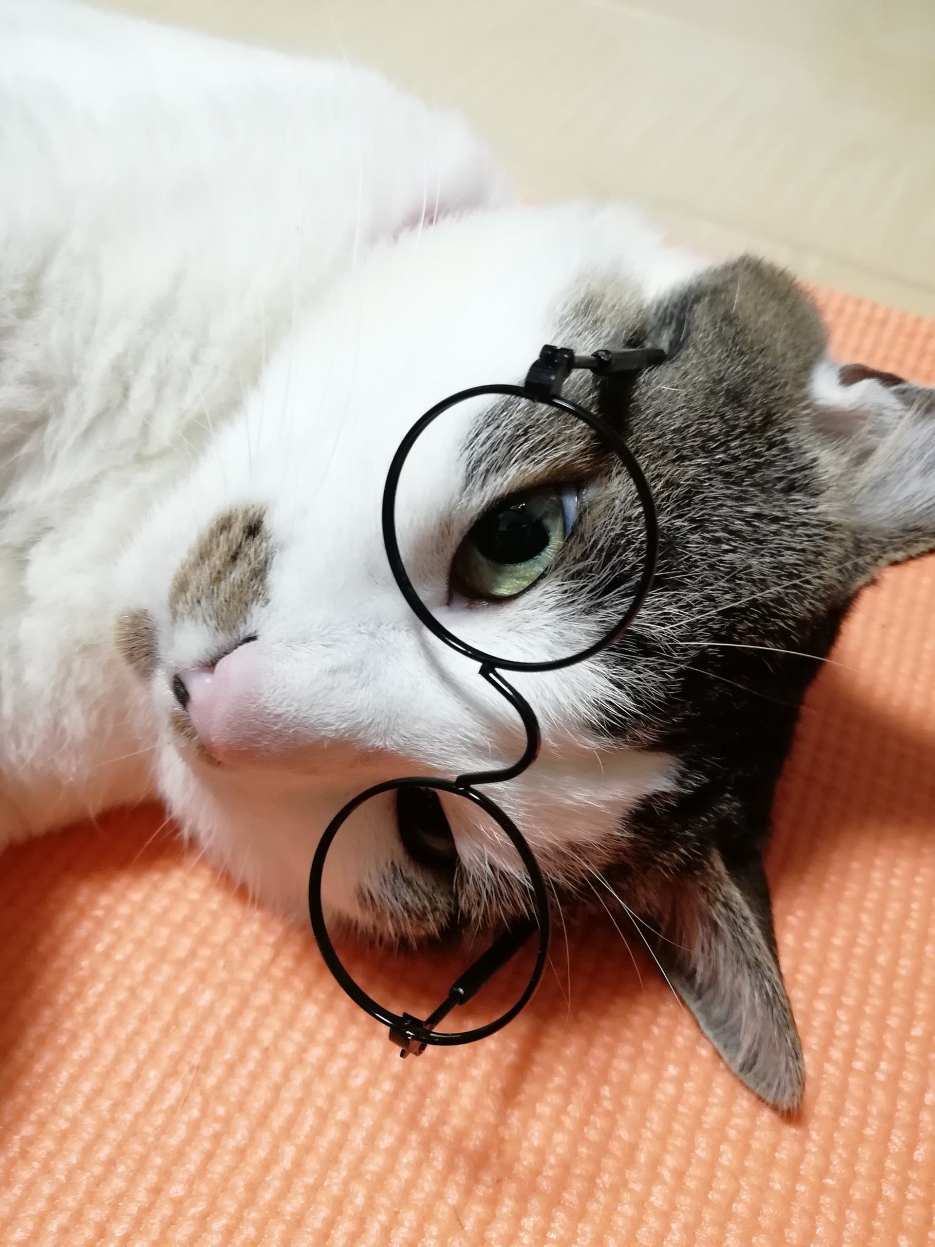發呆也有型...毛孩用「文青黑框眼鏡」登場　慵懶貓一戴網心動：是戀愛的感覺❤