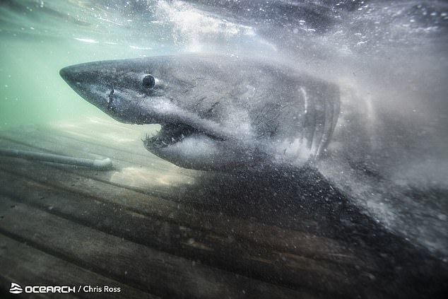 釣到海中皇后！超猛1500kg「雌性大白鯊」已活50年頭　科學家驚喜：很多可研究！