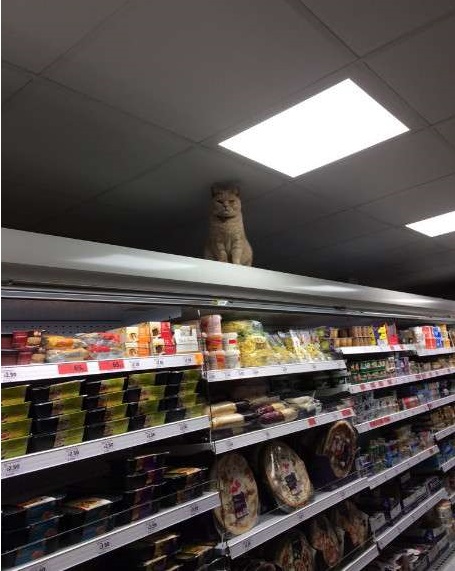 這隻臭臉浪浪變身「活動監視器」盯到客人心裡發寒，效果好到讓超市老闆也決定聘用牠！