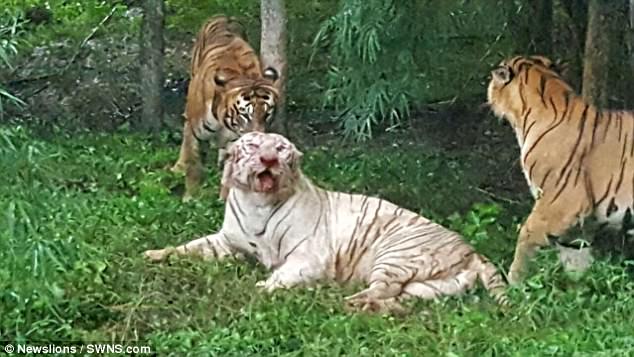 2隻白老虎誤闖地盤被其他老虎「圍攻活活咬死」，群眾失聲尖叫…但背後「原來全都是人類的錯」！（內有影片）