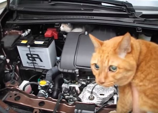 引擎蓋裡「躲小奶貓」怎樣都不出來　只好派鄰居大橘幫忙喊：裡面很危險！