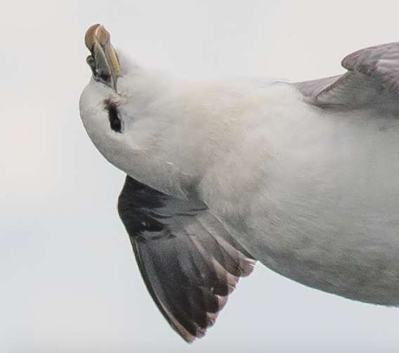 攝影師無意間拍到「世界最爽的鳥」　第一眼就嘴角失守了