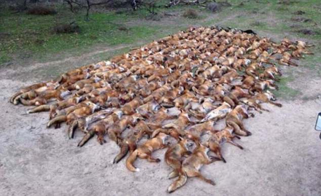 英國明星上傳「100隻狐狸屍體照」炫耀狩獵紀錄，網友震怒罵翻天一天後他馬上回應…！