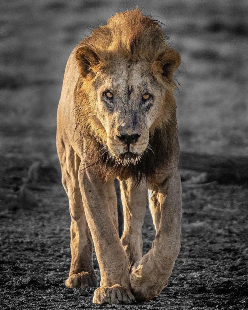 世界最老野生獅子走了！遭村民圍攻刺死　19歲前獅王離世　