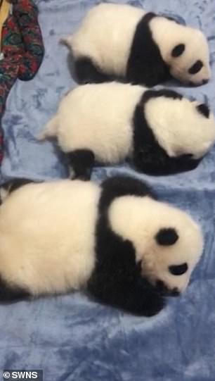 3坨麻糬開躺嬰兒床！　新生熊貓寶寶「露正面」萌翻網友：是小饅頭嗎～