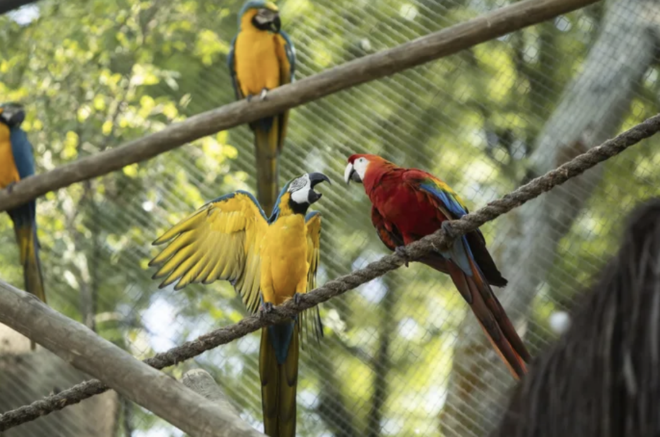 太孤單！巴西唯一一隻「野生金剛鸚鵡」　20年每天飛動物園「相親找真愛」