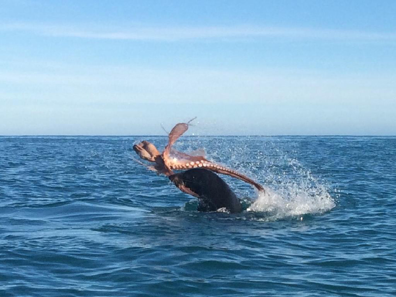 120公斤海豹在海面「激戰大章魚」，「怒斷2條觸手」的模樣讓遊客都嚇呆！