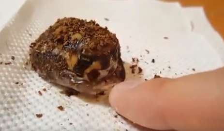 藏住蛙蛙食物會怎樣？　牠7pupu伸小手推：不要妨礙我吃食物！