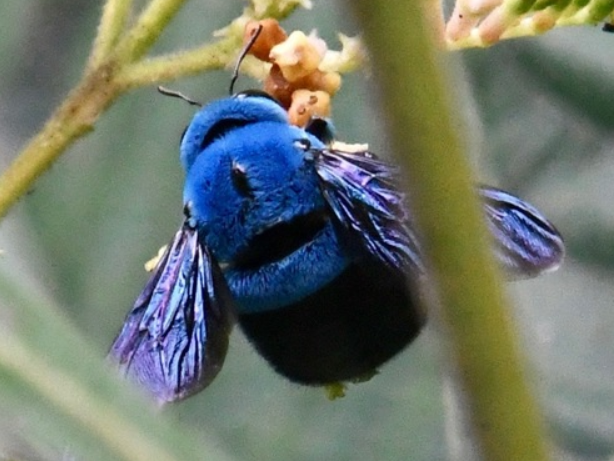 沒見過黃色以外的！罕見蜜蜂「穿藍色毛衣」毛絨絨　翅膀閃耀光芒超夢幻♡