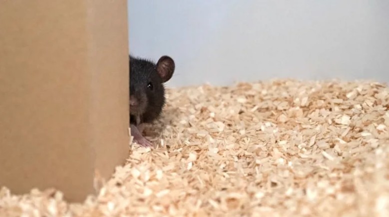 科學家教會老鼠「玩捉迷藏」　牠們找到人類時竟發出「很爽的尖叫聲」