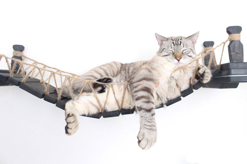 貓奴快進貢《法櫃奇兵》風「貓吊橋」　愛貓躺下去舒服到不要不要的