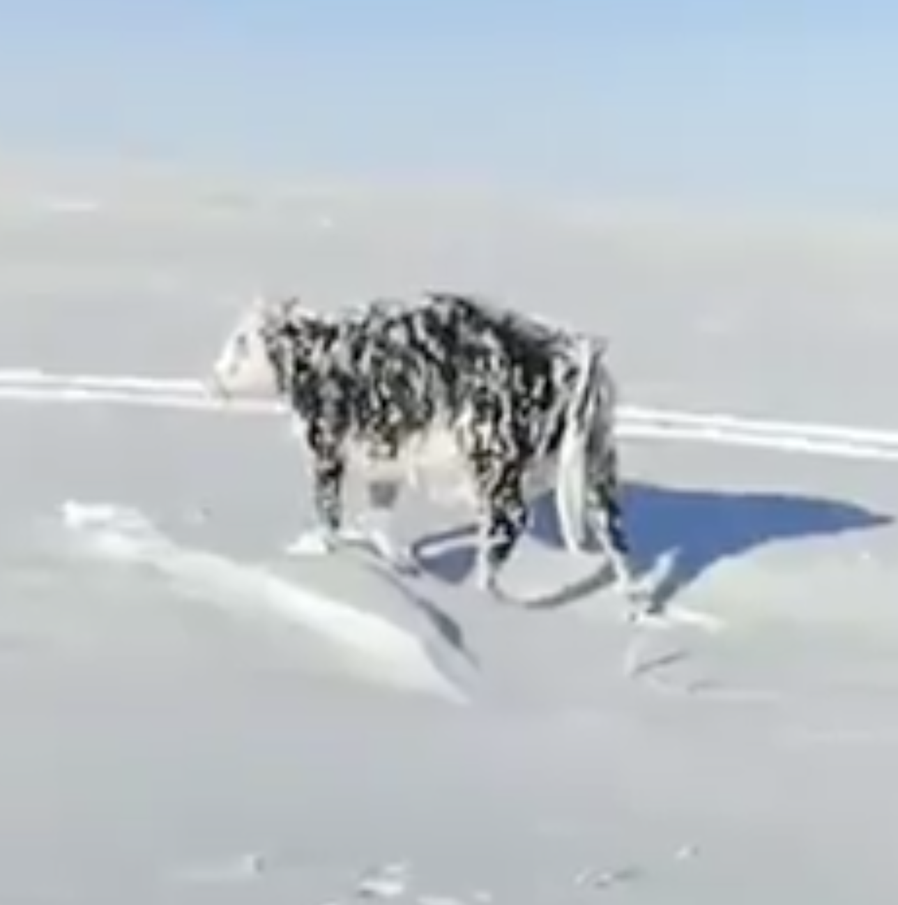 誇張的冷！牛牛走到一半成「冰雕」　原地冰封不動...路人吃驚錄下