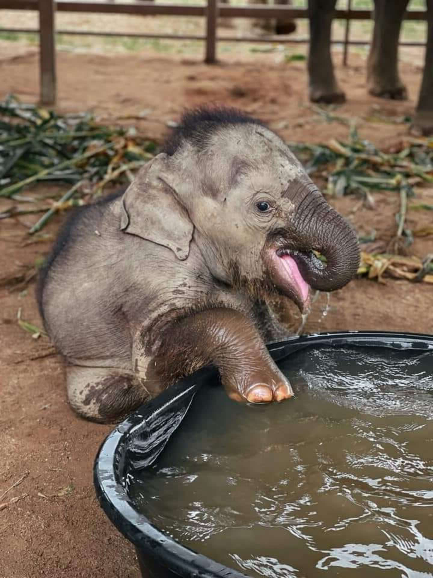 象母子從大象營救出！小象象「初次洗澡」嗨爆翻滾　還跑去跟媽報告：這葛好好玩～