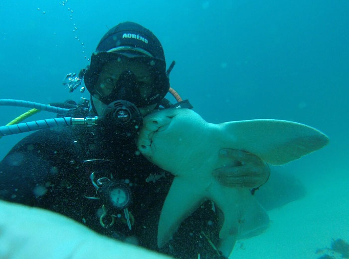潛水7年「奇特鯊魚」都會靠來討摸摸　他微笑：我在水裡養的狗