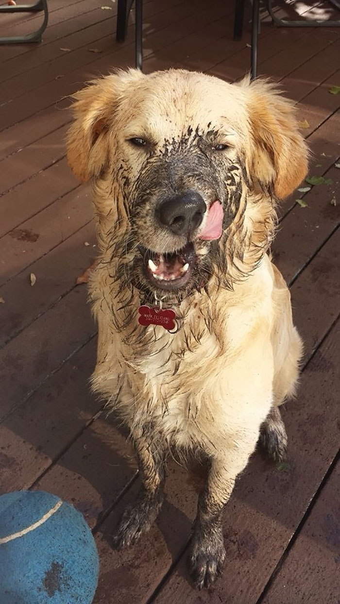 20張證明「絕對不能讓狗狗玩泥巴」的爆笑照片，第三隻狗狗的表情害大家都笑癱了！