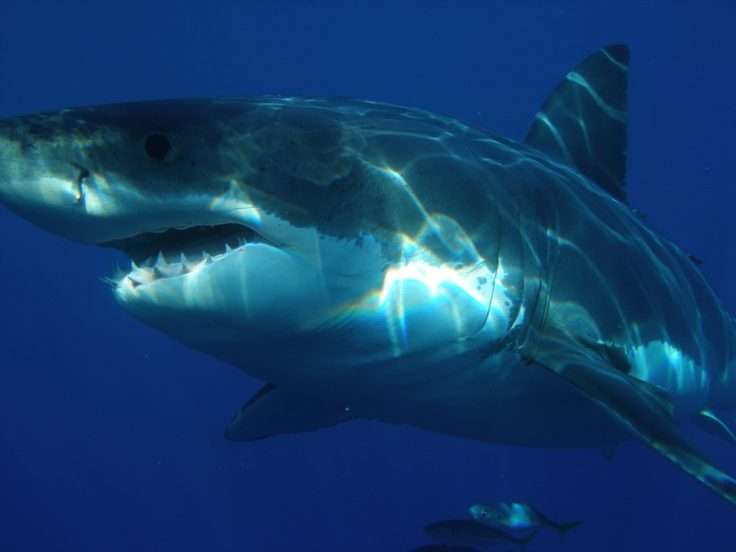 「大白鯊吃大白鯊」的畫面被拍到　超驚悚瞬間把船上的人都嚇瘋