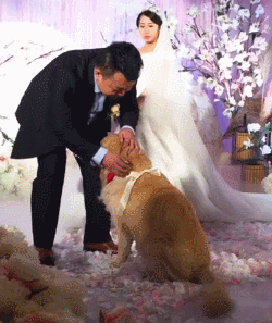 最疼自己的女主人出嫁了…　黃金獵犬走紅毯「淚眼汪汪」送上戒指：妳要幸福哦