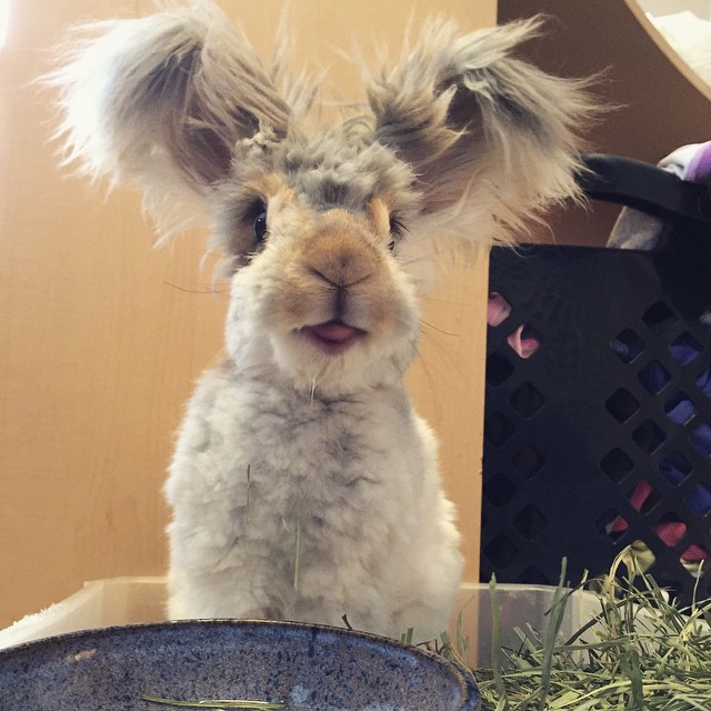 呆萌兔兔耳朵超大自帶雙馬尾效果　網友被萌翻：那麼可愛果然是男孩子！