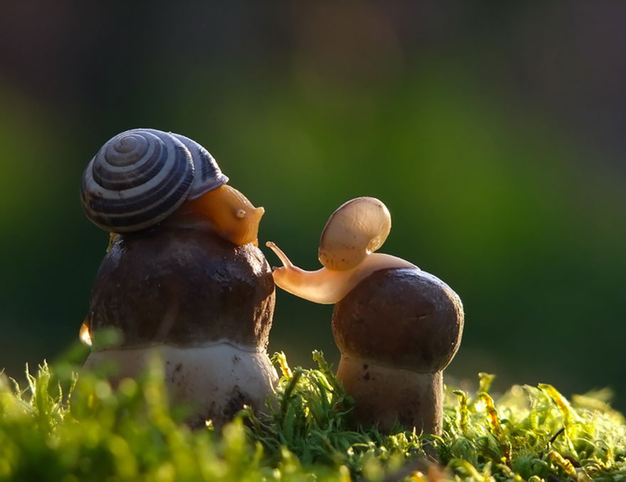 攝影師拍下「蘑菇的美麗世界」　捕捉生物們互動的瞬間：超療癒～