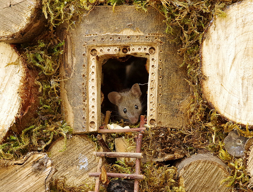 後院發現一窩小老鼠　攝影師沒趕跑「反而建了小村莊」找到最萌模特兒