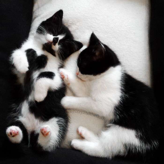 貓咪胸前有「大愛心標記」　姐妹倆意外成為網路紅喵！