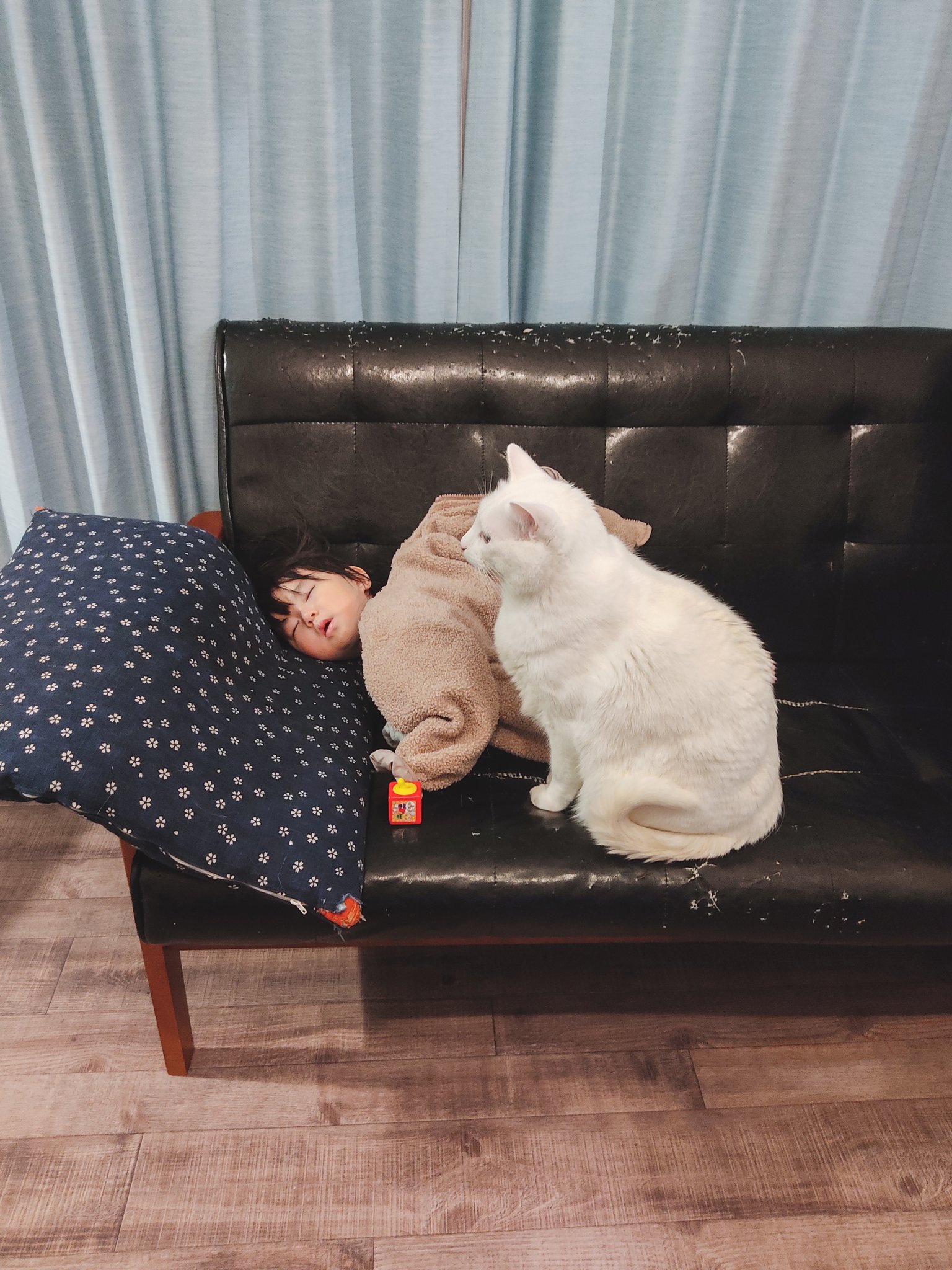 化身為護欄～　白貓見小主人熟睡　默默到沙發邊緣守護：別跌下去囉