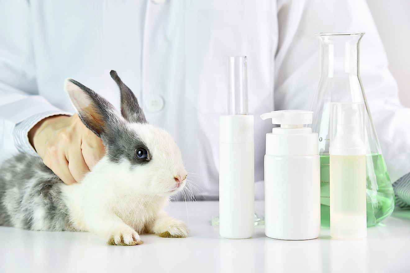 北美首例！墨西哥禁止「化妝品動物實驗」　相關化妝品一律禁進口銷售