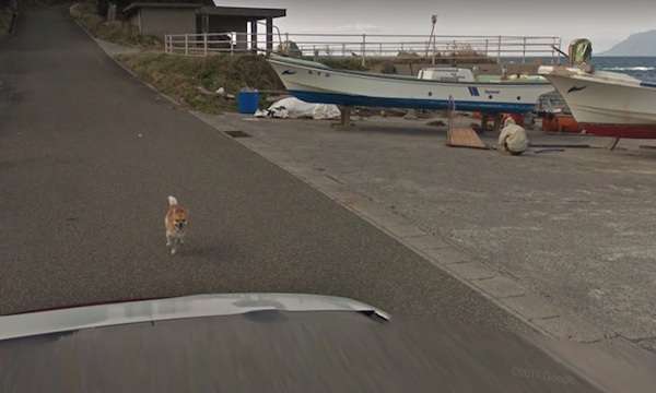 「這傢伙是誰？」　小狗狗發現Google街景車爆氣狂追　最後一幕害網友笑慘了