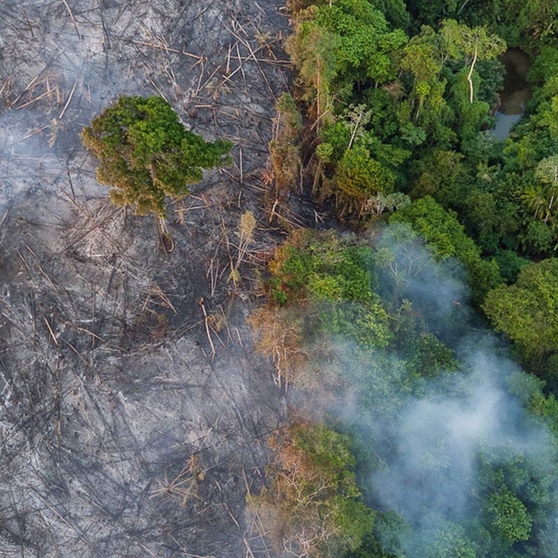 李奧納多看不下去了　霸氣捐出1.6億「緊急援助亞馬遜雨林」