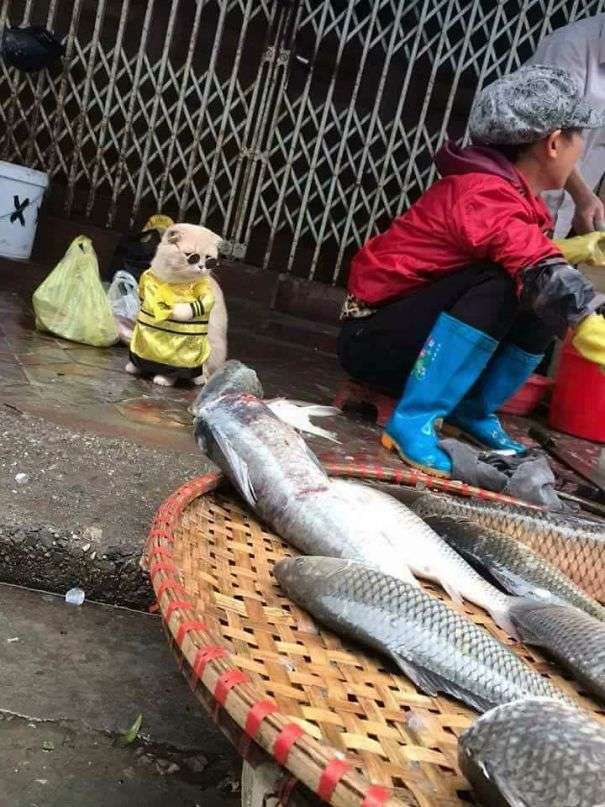 「你！給朕過來買魚！」　貓皇到菜市場擺攤超吸客
