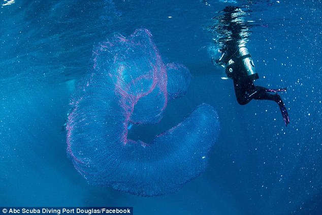 潛水員在深海遇到謎樣的「粉紅獨角獸」無比困惑，近看後才發現這生物超級詭異！