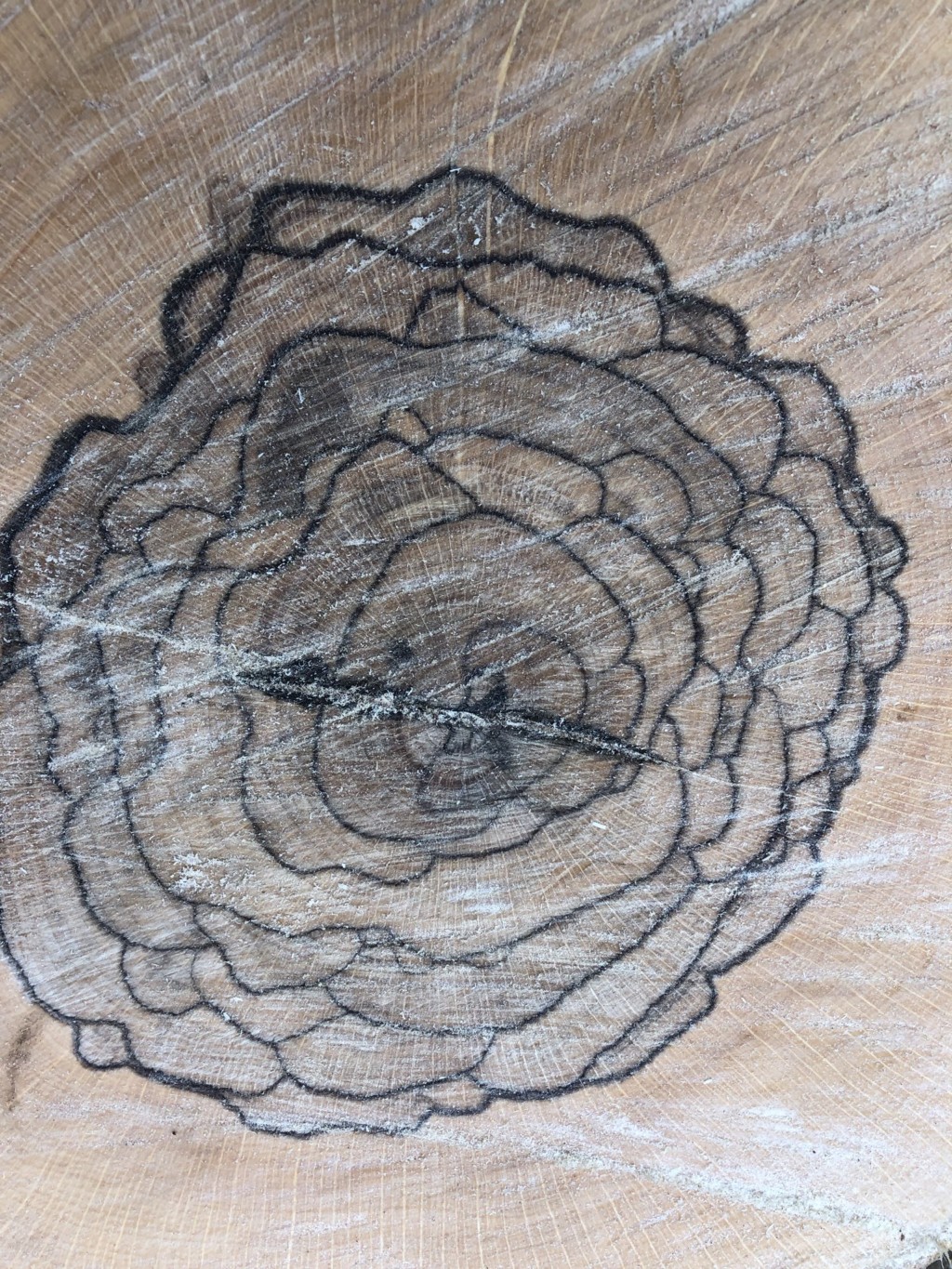 大樹也有刺青？　砍樹驚見「唯美玫瑰花」年輪　網揭真相：還有牡丹的版本！