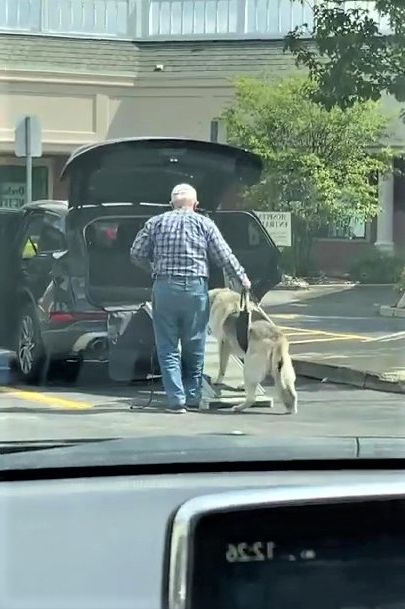 當狗和你一起變老...老先生「攙扶愛犬」上車　牠回眸露燦笑：謝啦兄弟