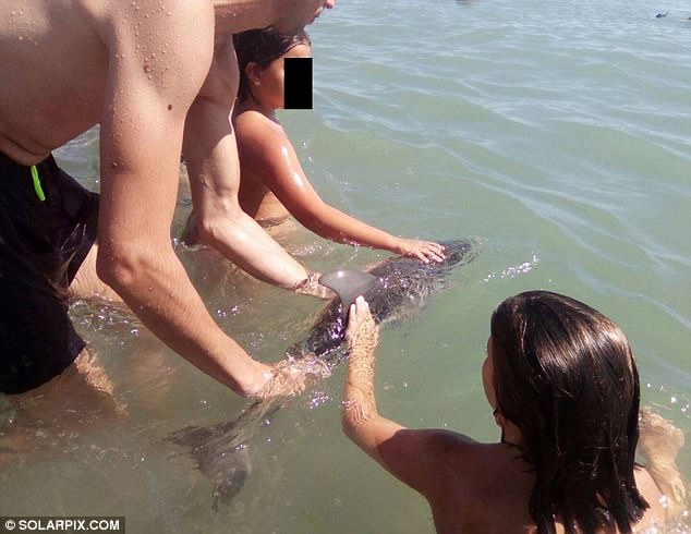 可愛小海豚在海灘擱淺引來遊客圍觀，結果他們瘋狂自拍把小海豚「活活玩死」了！