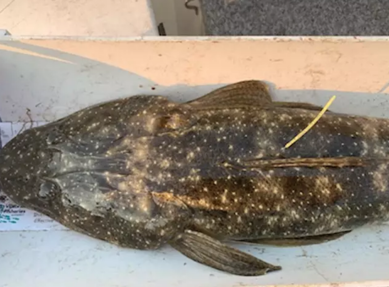 澳洲野火地區放生「金標魚」救觀光業　官員：釣到就「送20萬」獎勵
