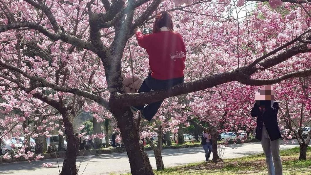 遊客為拍美照「爬櫻花樹拉枝條」！武陵農場怒：學猴子爬樹並沒有比較厲害！