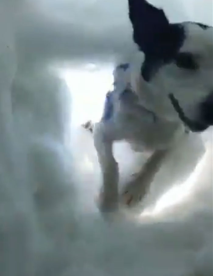 雪地受困救援犬來救你！　毛孩挖雪洞「受困者視角」好感動：牠們超勇敢