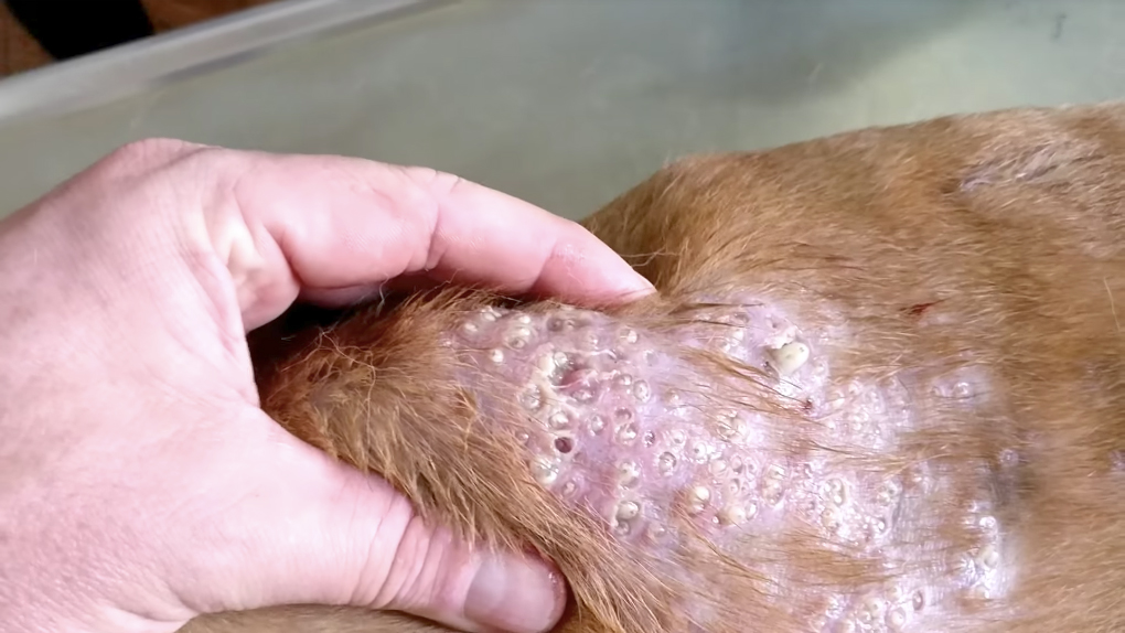 獸醫在狗狗的皮膚上用力一擠「上百隻蛆蟲瞬間爆出來」，這是大家有生以來看過最噁的畫面！