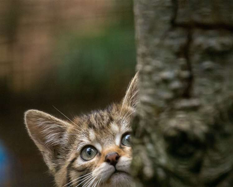 倫家真的不是虎斑貓啦～　世界最珍貴品種「4隻野貓寶寶」誕生：全球僅400隻