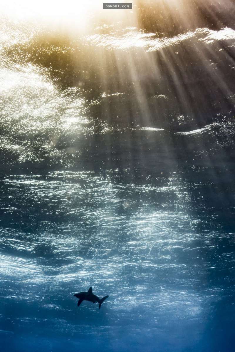 7張讓大家看完就想馬上跳進海裡的「2017年水下攝影比賽」作品！