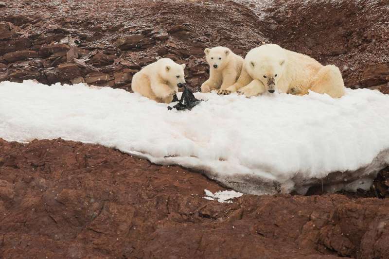 「塑膠垃圾」成為北極熊的玩具和食物　本來應該幸福的畫面讓人揪心