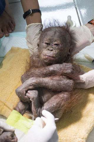 「木乃伊」紅毛猩猩寶寶差一點死掉　獲救後「變超可愛」大家都感動掉淚